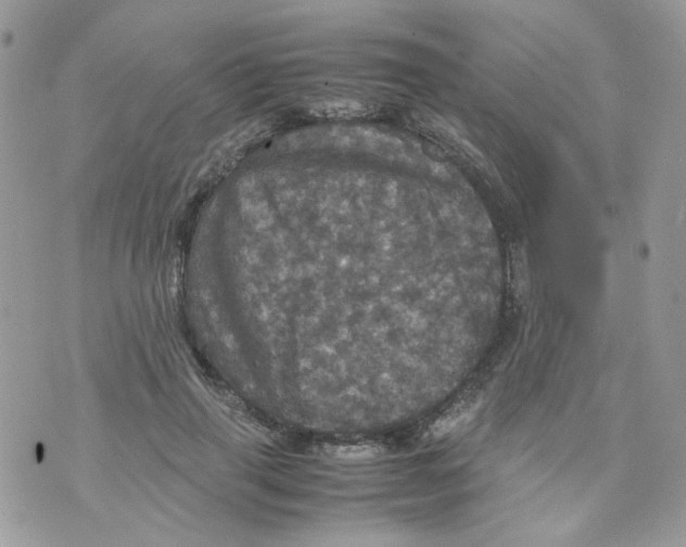 X0000070350645200607072039