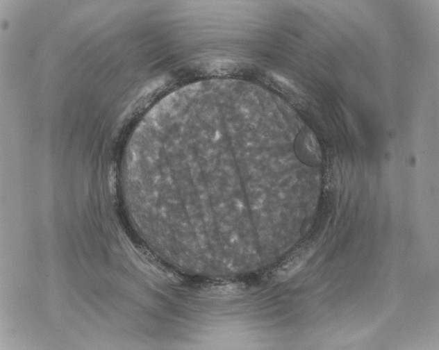 X0000070350646200607072039