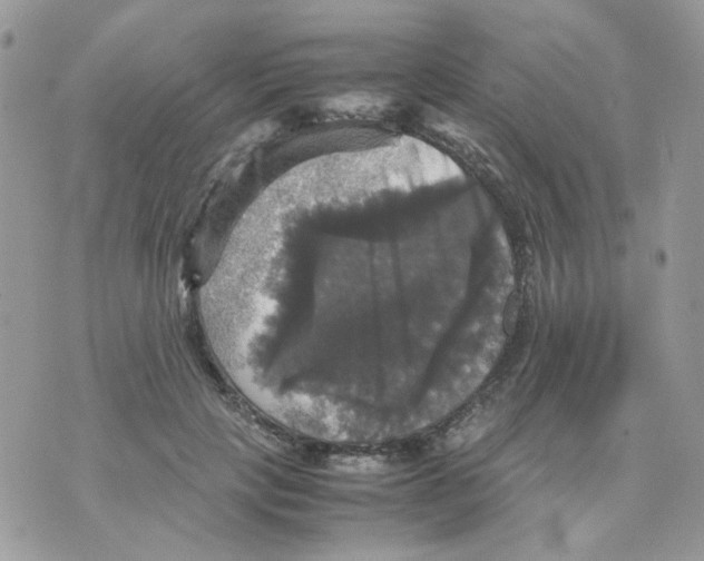 X0000070350649200607072039