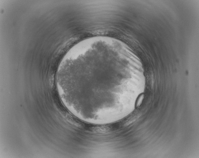 X0000070350652200607072039