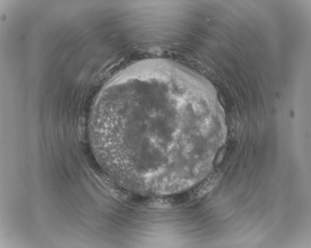 X0000070350656200607072039