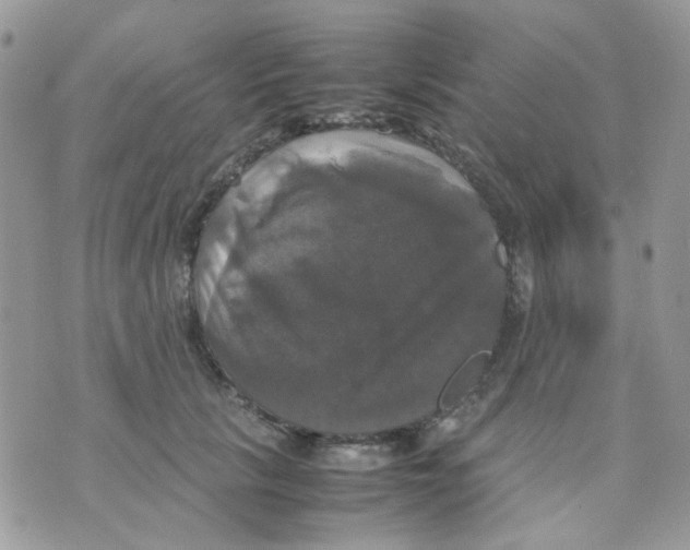 X0000070350657200607072039