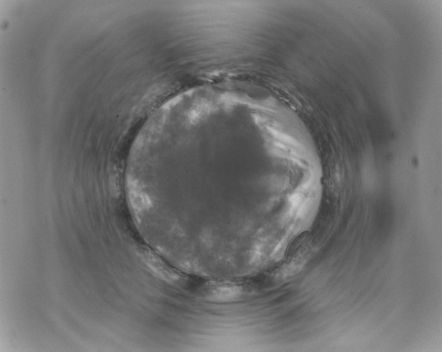 X0000070350658200607072039