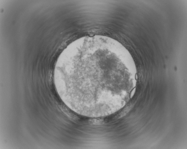 X0000070350660200607072039