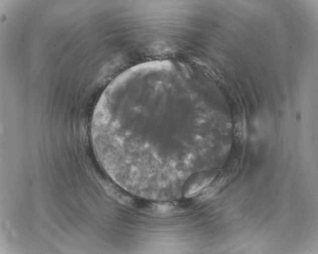 X0000070350662200607072039