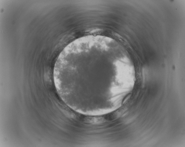 X0000070350663200607072039