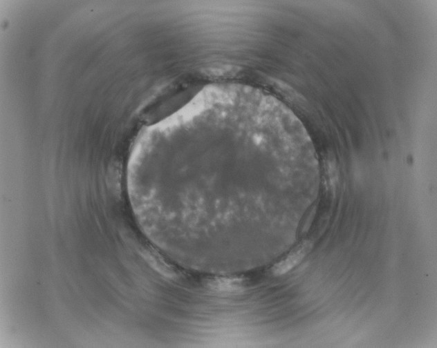 X0000070350664200607072039