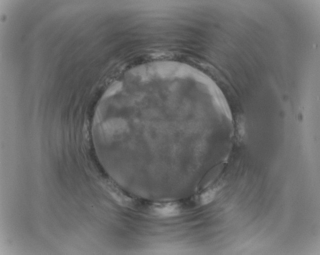 X0000070350667200607072039