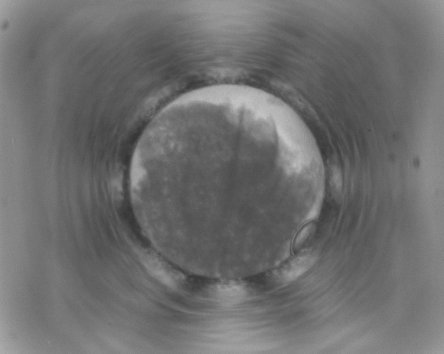 X0000070350668200607072039