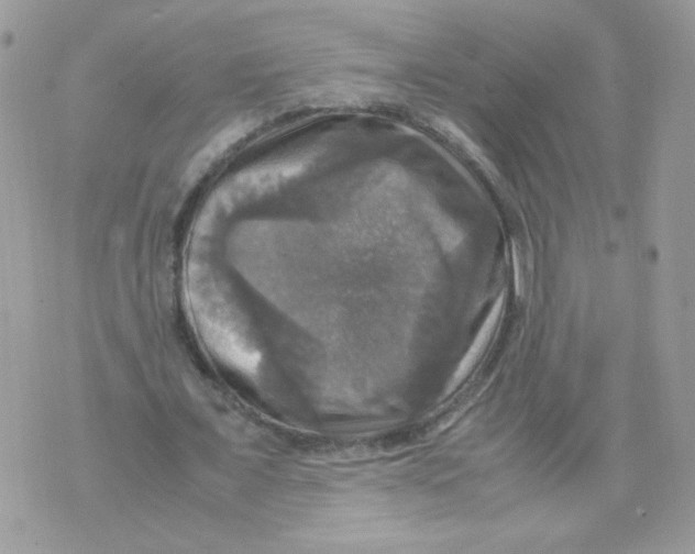 X0000070350675200607072039