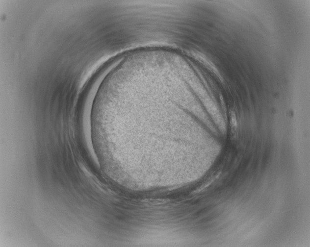 X0000070350676200607072039