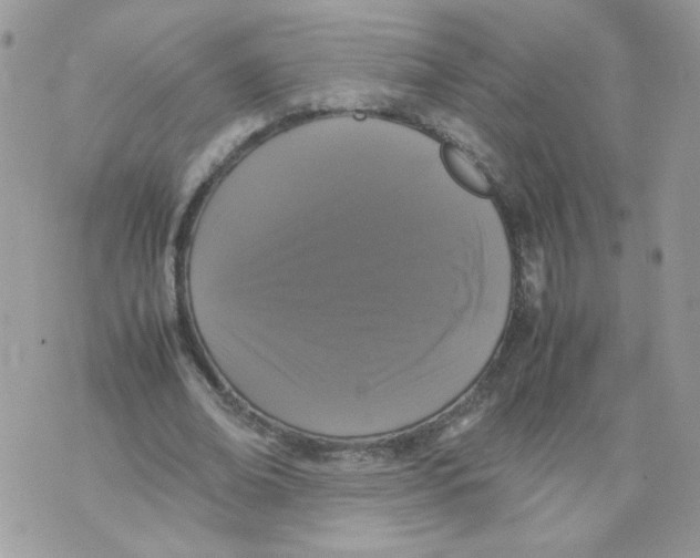 X0000070350678200607072039