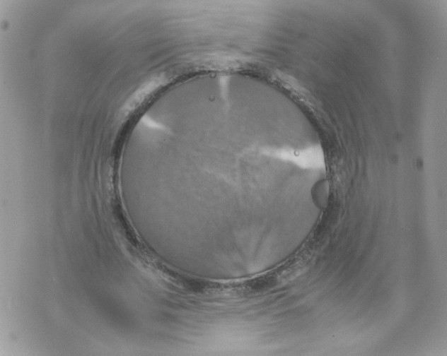 X0000070350679200607072039