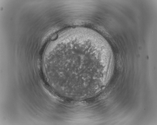 X0000070350683200607072039