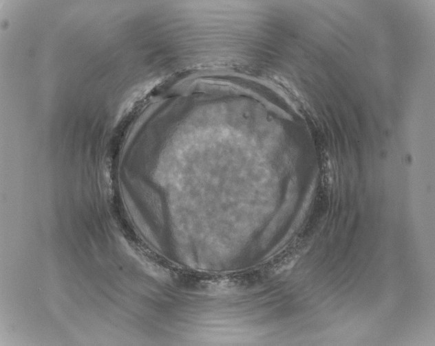 X0000070350688200607072039