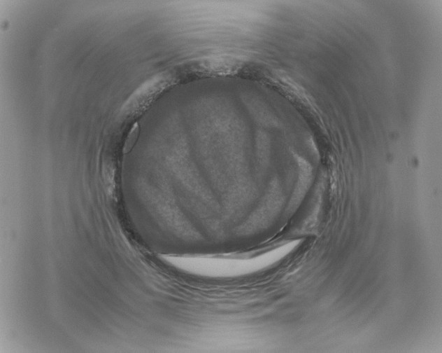 X0000070350693200607072038