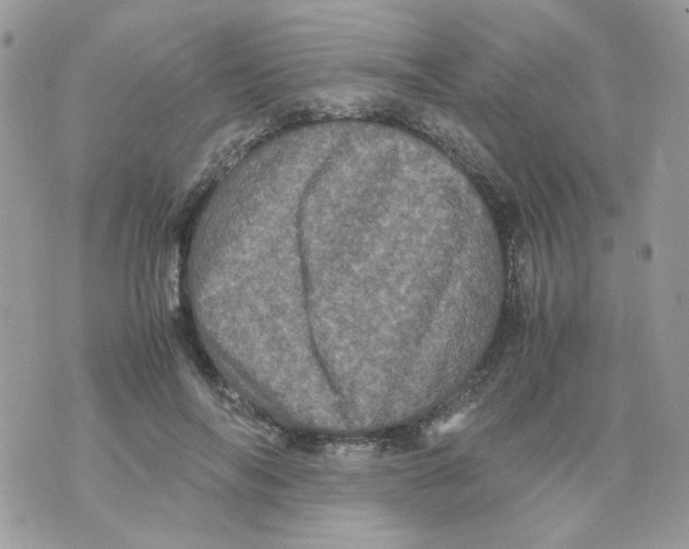 X0000070350694200607072038