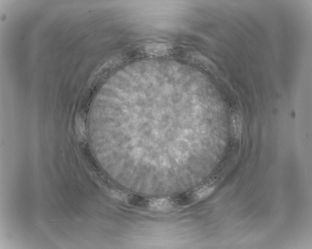 X0000070350705200607072038