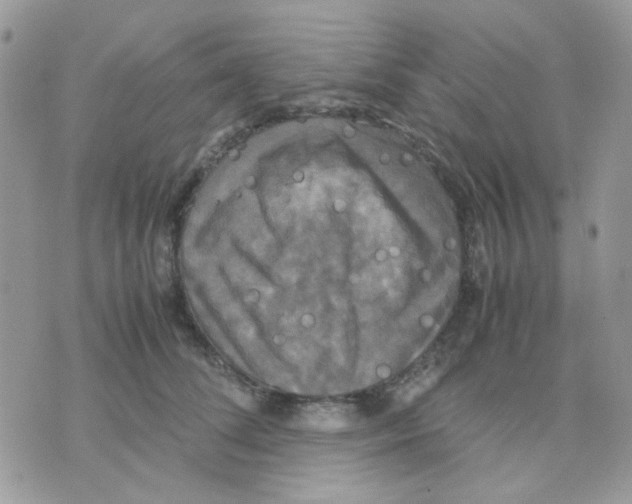 X0000070350708200607072038