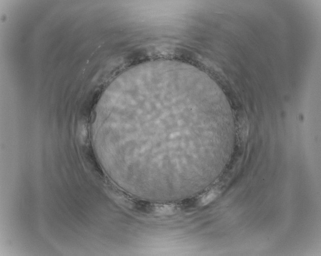 X0000070350709200607072038