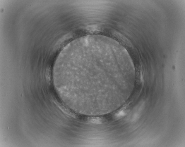 X0000070350710200607072038