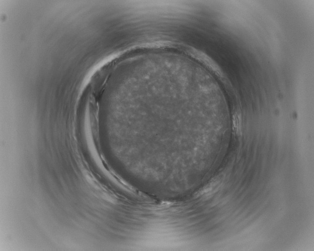 X0000070350724200607072037