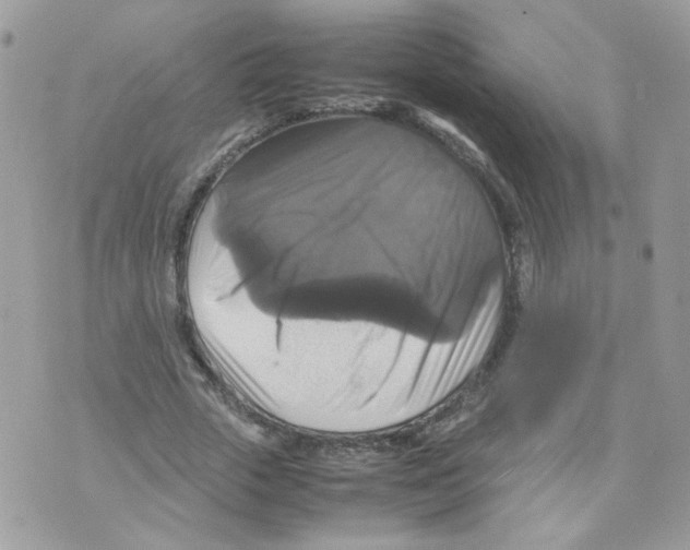 X0000070350729200607072037