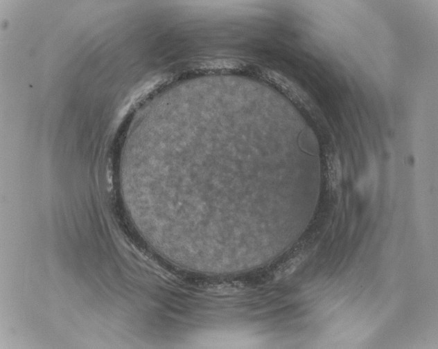 X0000070350731200607072037