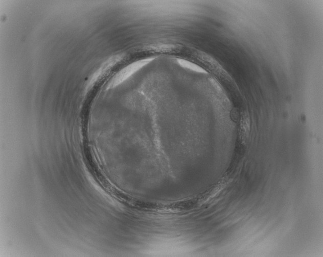 X0000070350734200607072037