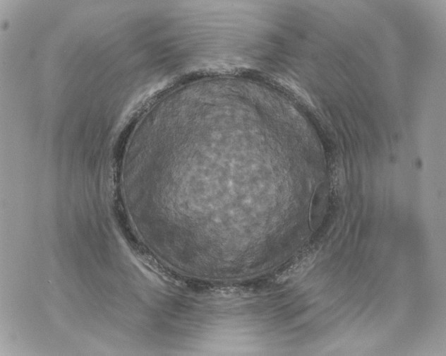 X0000070350736200607072037