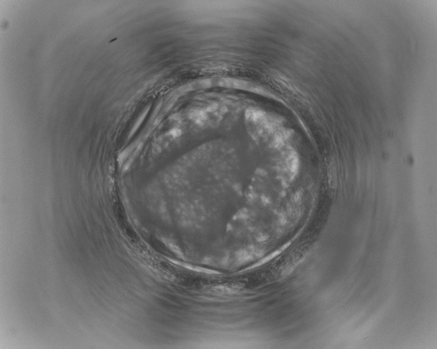 X0000070350737200607072038