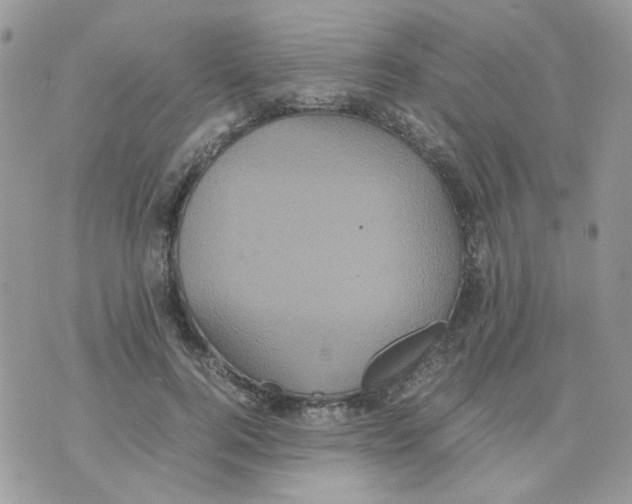 X0000070350744200607072038