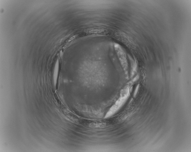 X0000070350745200607072038