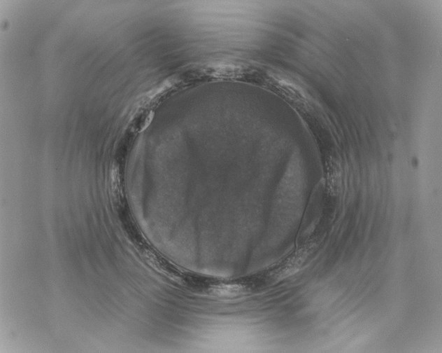 X0000070350748200607072038