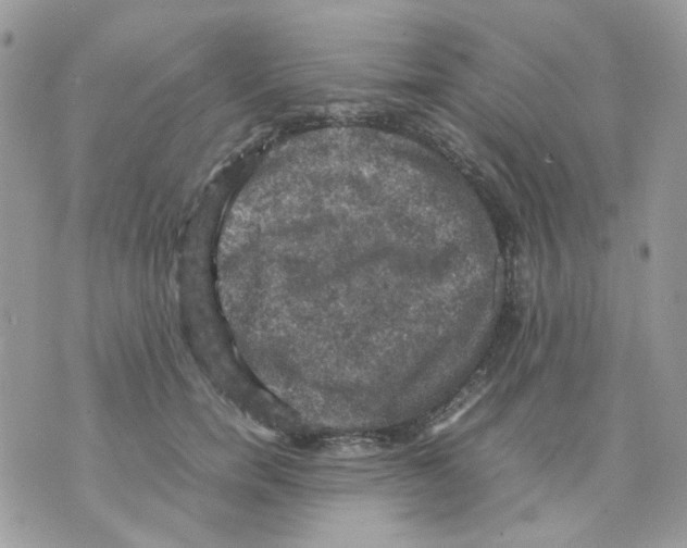 X0000070350750200607072038