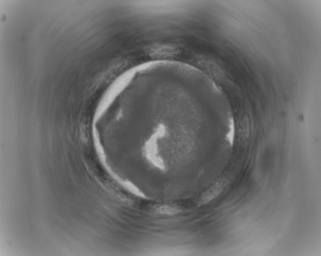 X0000070350755200607072038