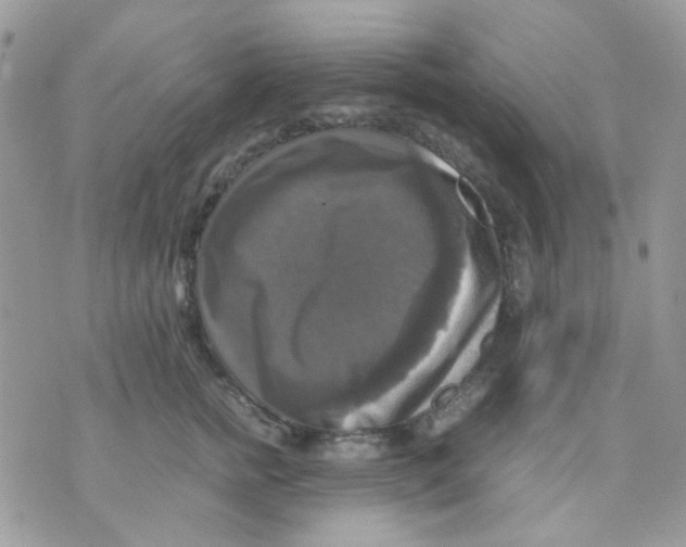 X0000070350758200607072038