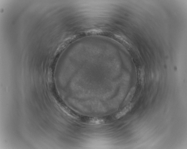 X0000070350760200607072038