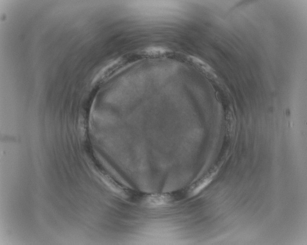 X0000070350762200607072038