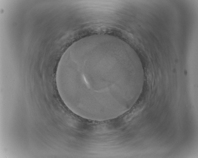 X0000070350769200607072037