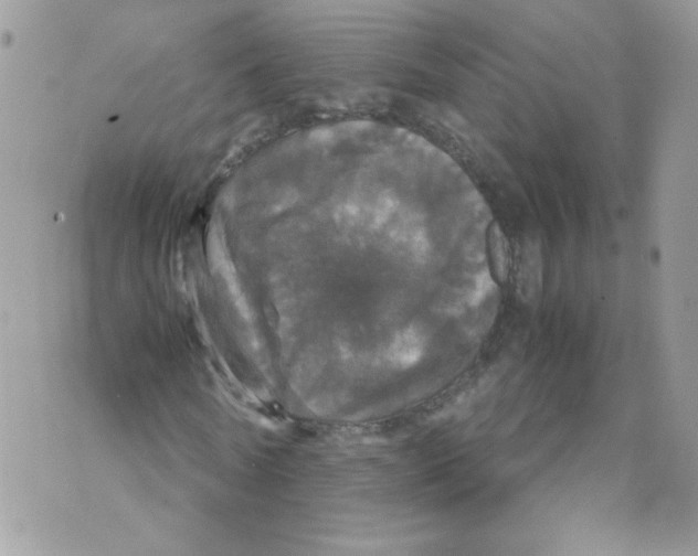 X0000070350770200607072037