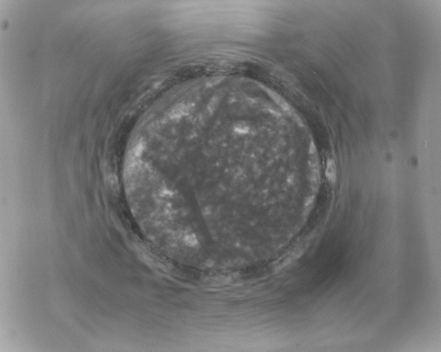 X0000070350771200607072037