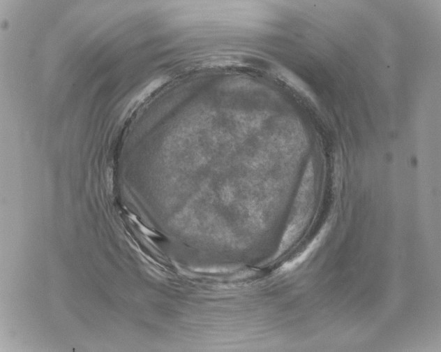 X0000070350777200607072037