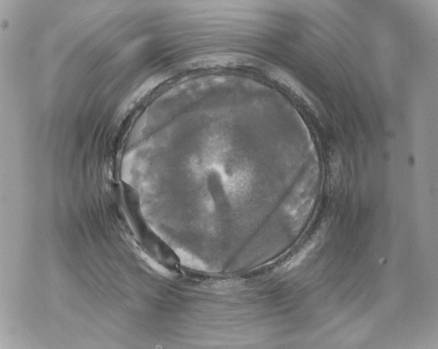 X0000070350778200607072037