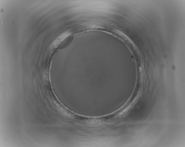 X0000070350785200607072037