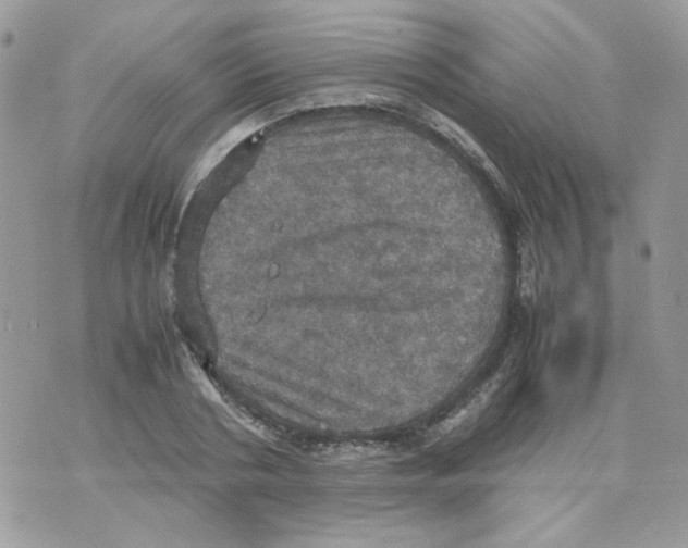 X0000070350786200607072037