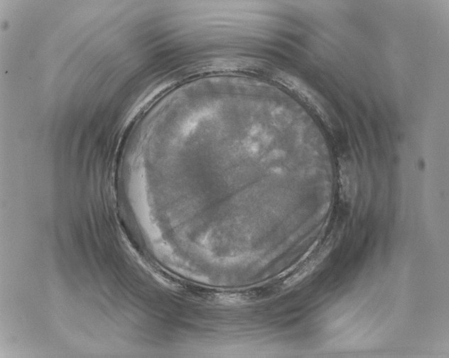 X0000070350794200607072037