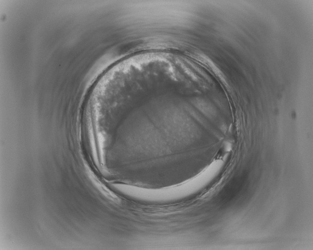 X0000070350795200607072037