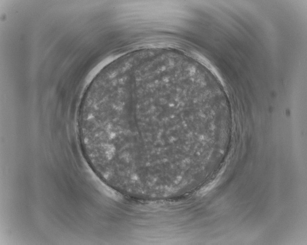 X0000070350803200607072037