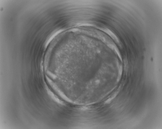 X0000070350814200607072036